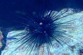 Sea Urchin Aquarium