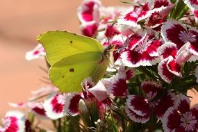 gonepteryx rhamni butterfly on the garden flower