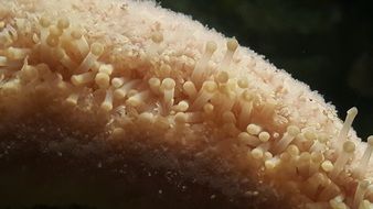 Starfish Sea
