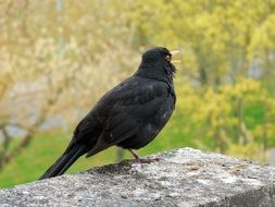 singing blackbird in spring