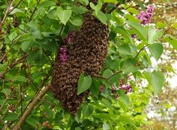 a swarm of bees in the forest