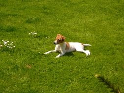 Jack Russell dog is lying on the green grass
