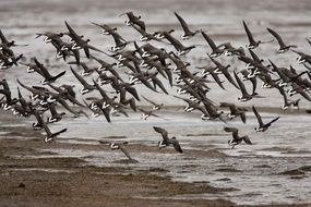 flock of birds over water