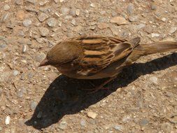 Sparrow on a ground