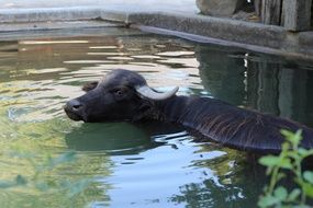 black Buffalo in Water at zoo