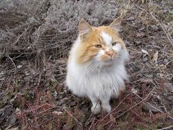 red cat on dry foliage