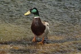 drake coming out of the water