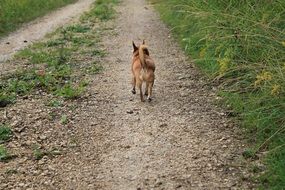 Chihuahua dog walks away