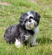 Dog Shih Tzu Cute