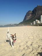 dog runs along the sandy beach