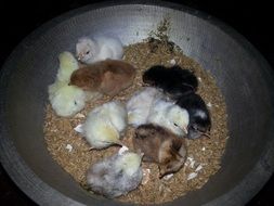 poultry Chicks