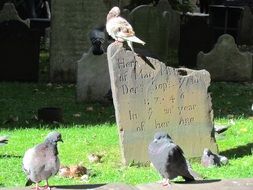 pigeons near the tombstone
