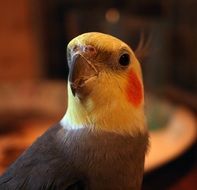 Cockatiel Bird