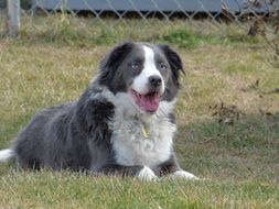 grey and white border collie with blue eyes