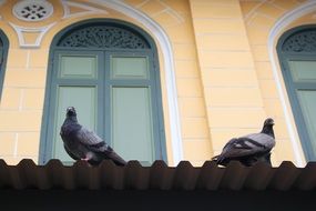 Pigeons on a facade