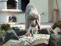 grey Dog drinks from fountain