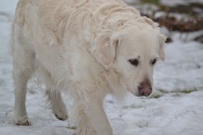 White dog in winter