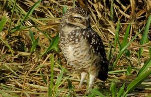 attractive Owl Ground Birds