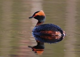Horned Grebe or Podiceps auritus