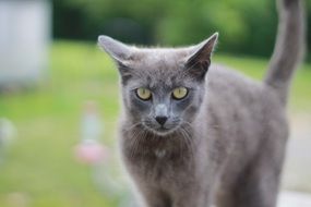 gray cat on the lawn grass