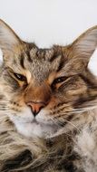 portrait of an unhappy maine coon