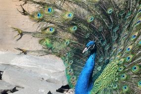 peacock with a tail in the park