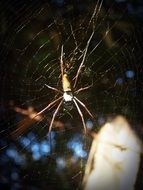 Spider Arthropod