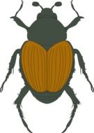 Brown insect with orange wings vector drawing