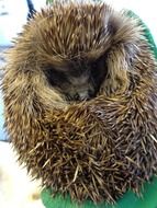 stunningly beautiful Hedgehog