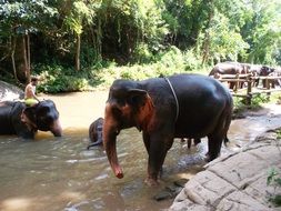 wonderful Thai Elephants
