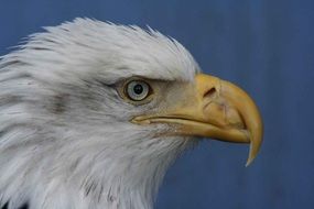 eagle head on blue background