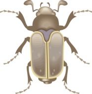 Beetle drawing