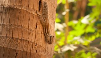 squirrel on a brown tree