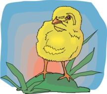 graphic image of yellow chicken on grass