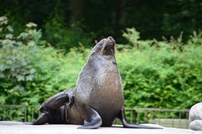sea lion on a rock near a green plant