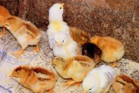 sweet farm chicks