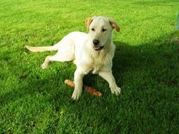 Labrador Retriever Dog