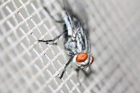 Macro photo of stunningly beautiful Fly