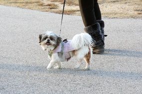 little dog on a leash