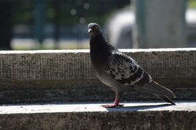 gray Pigeon Bird sunny close portrait