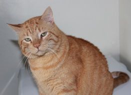 red lazy domestic cat