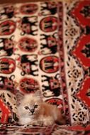 small white domestic kitten on a spotted carpet background