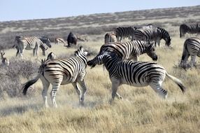 fighting zebras