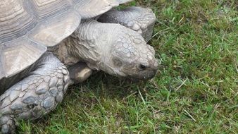 Land Giant Tortoise