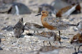 Calidris canutus on grey sand