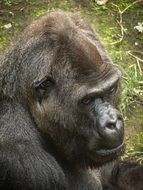 gorilla or primate