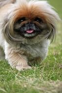 extraordinarily beautiful Pekingese Dog