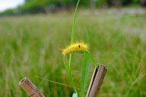 Close-up of the yellow caterpillar at blurred background with colorful nature