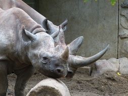 couple of rhino in the zoo