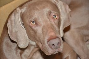 Weimaraner Dog